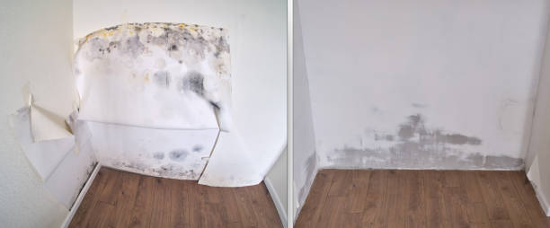 Best Emergency Mold Removal  in Wilkesboro, NC